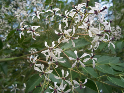 苦楝花1 苦楝花1