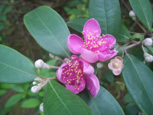 桃金孃花