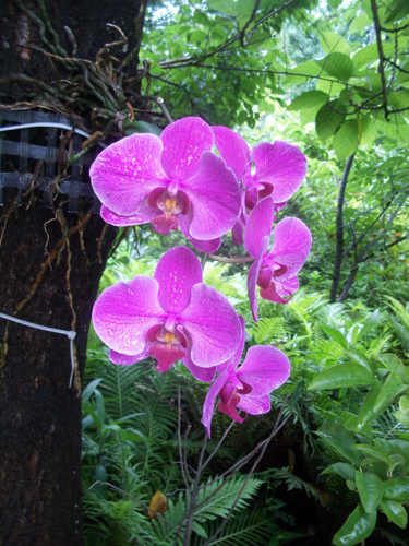 市府停場外的蘭花1