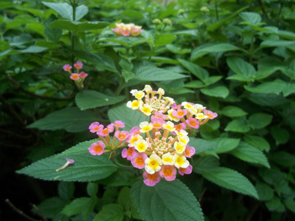 小公園的馬櫻丹