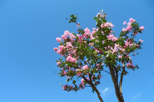 小花紫薇在湖岸