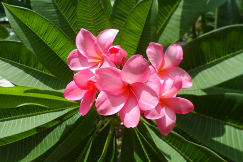 小公園的緬梔花