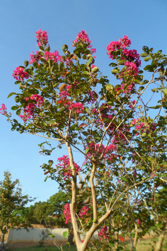 小花紫薇