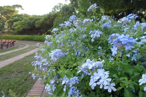 靜心湖畔藍雪花