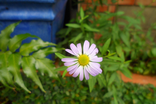 偶遇小花