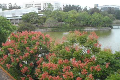 台灣欒樹1