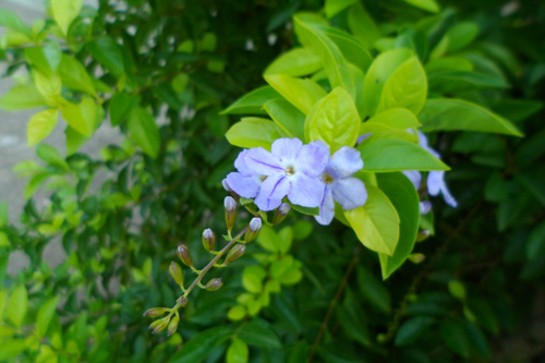 金露花3