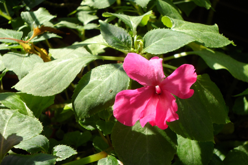 我的陽台/非洲鳳仙花1