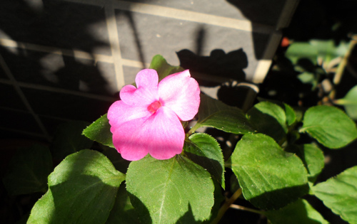 我的陽台/非洲鳳仙花2