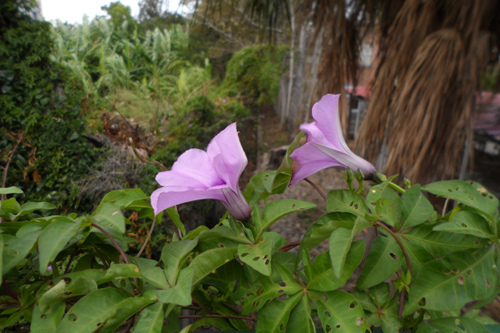 牽牛花4