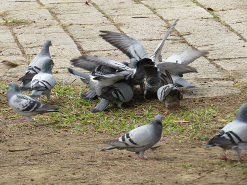 鳥為食忙2