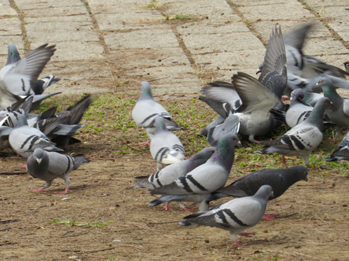 鳥為食忙3