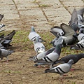 鳥為食忙3