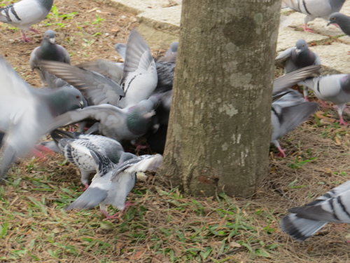 鳥為食忙4