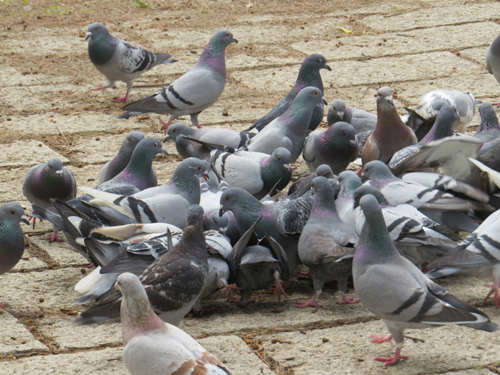 鳥為食忙5