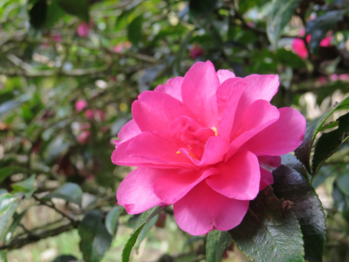 2014茶花1 2014茶花1