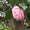 2014茶花9