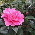 2014茶花11