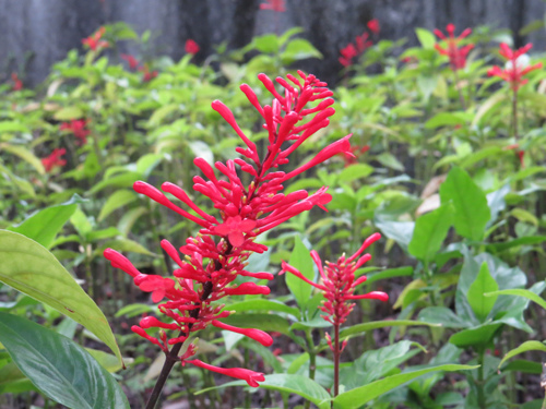 紅樓花