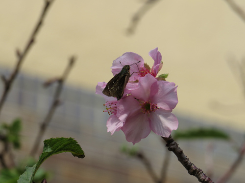 玻工館櫻花2