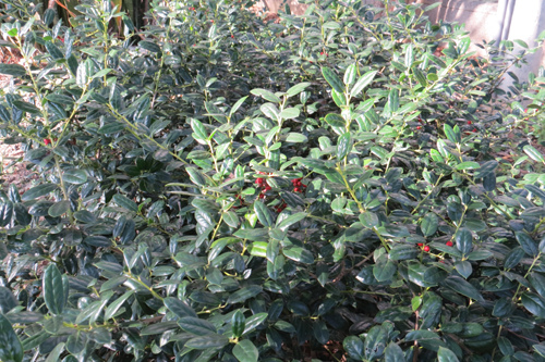 英國冬青2