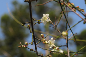 02兒子拍的梅花3