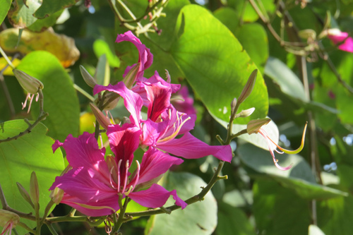 04水源市場艷紫荊3