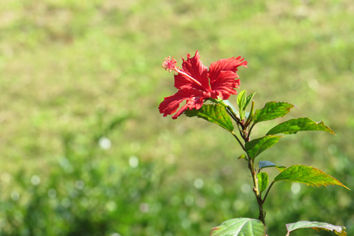 小徑的扶桑花