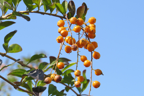 金露花結實纍纍2