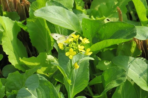蝶戀花1 蝶戀花1