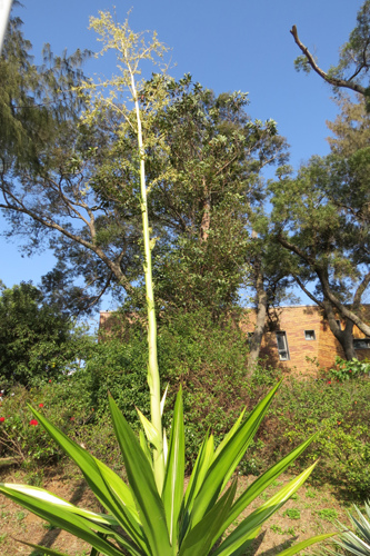 不知名花樹1