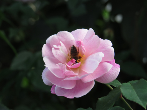 花與蜂9 花與蜂9