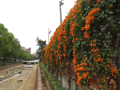 護城河網球場邊炮仗花2