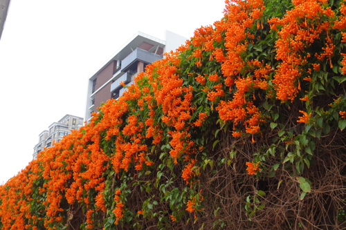 護城河網球場邊炮仗花4