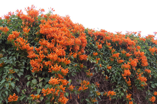 護城河網球場邊炮仗花5