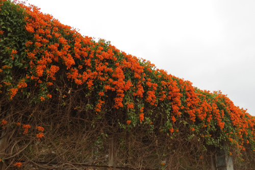 護城河網球場邊炮仗花8