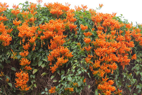 護城河網球場邊炮仗花12