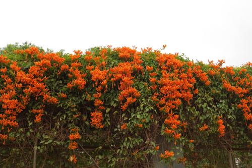 護城河網球場邊炮仗花13
