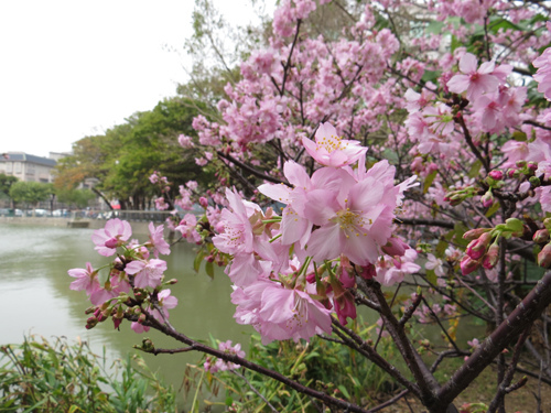 麗池公園河津櫻1 麗池公園河津櫻1