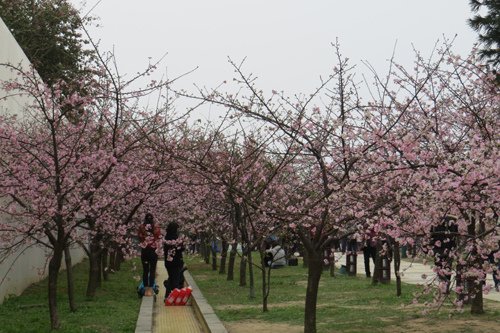 麗池公園河津櫻3