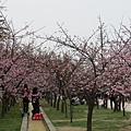 麗池公園河津櫻3