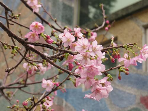 麗池公園河津櫻7