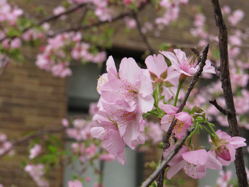 麗池公園河津櫻10