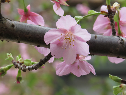麗池公園河津櫻16