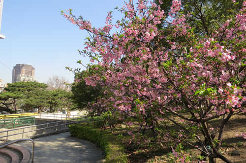 13麗池櫻花賞3