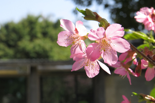 13麗池櫻花賞9