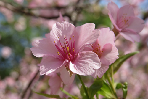 13麗池櫻花賞12