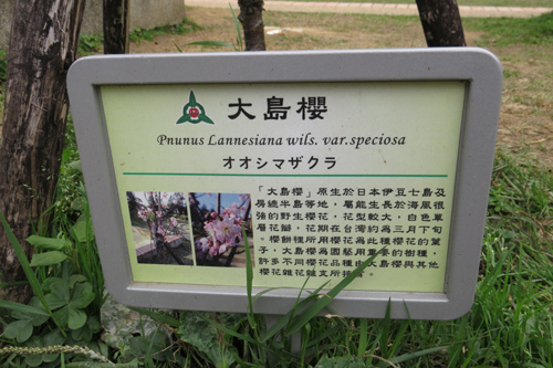 麗池公園大島櫻7