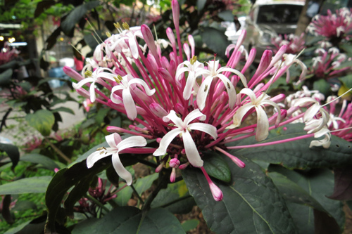 煙火花1 煙火花1