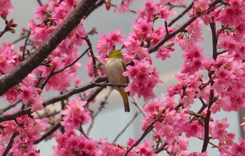 綠繡眼和櫻花